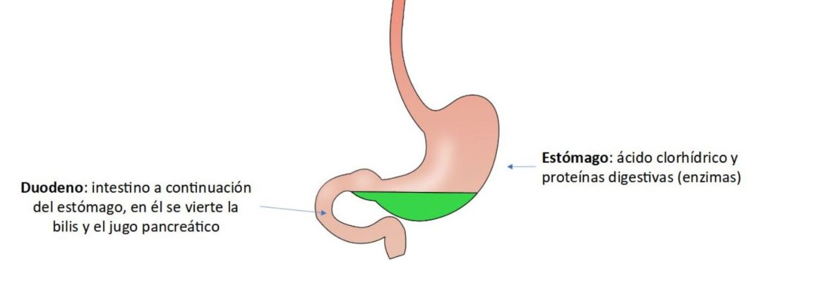 Aparato digestivo: estómago y duodeno