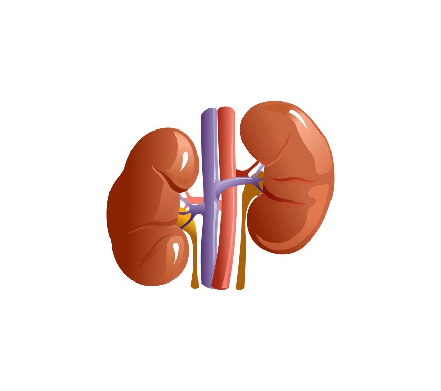 enfermedad renal arenas