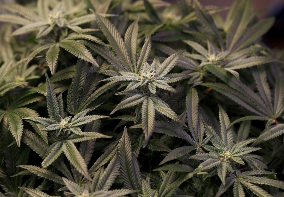 cannabis medicinal