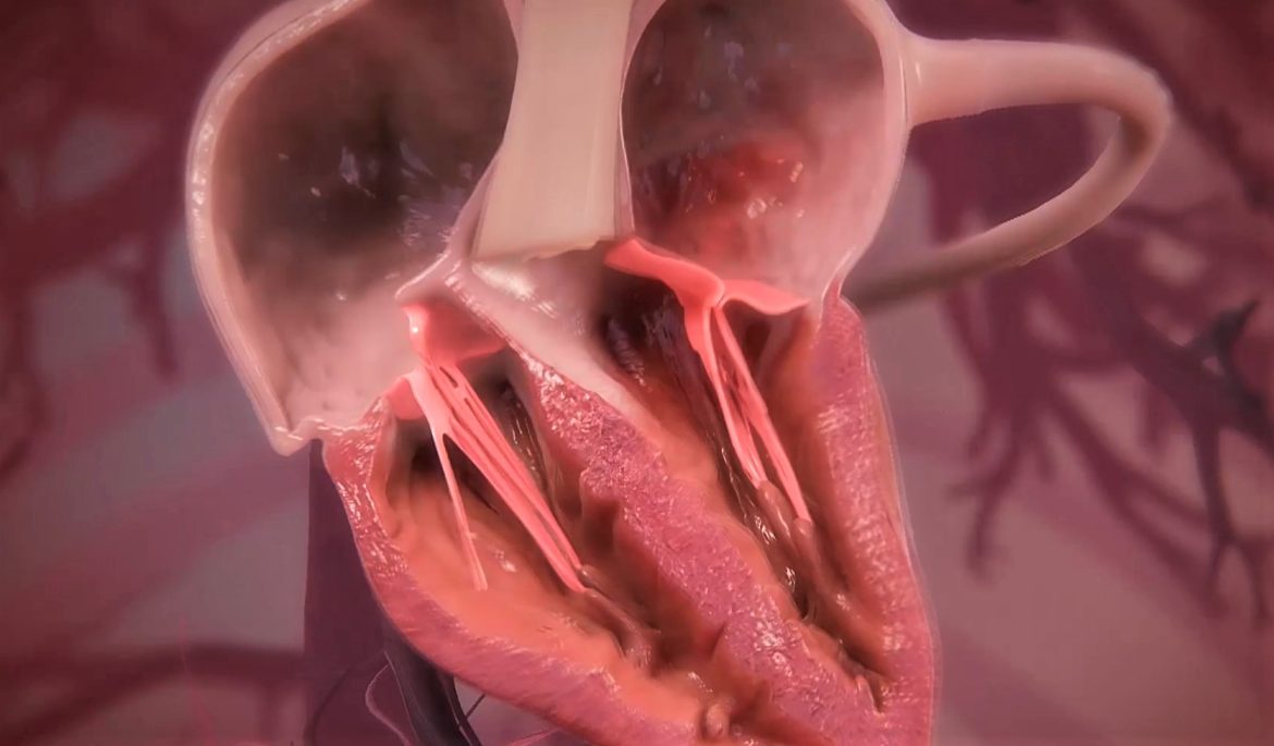 Válvulas auriculoventriculares del corazón: tricúspide y mitral (derecha e izquierda del corazón).