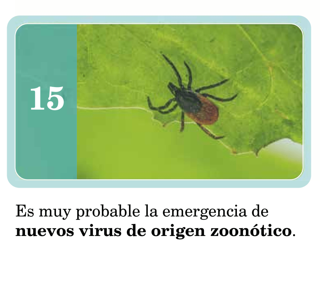 enfermedades infecciosas fiebre hemorrágica