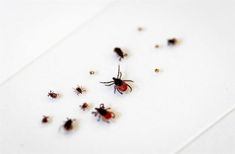 Enfermedades infecciosas fiebre
