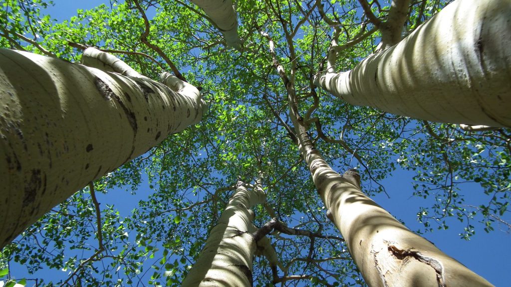 Naturaleza sonidos beneficios