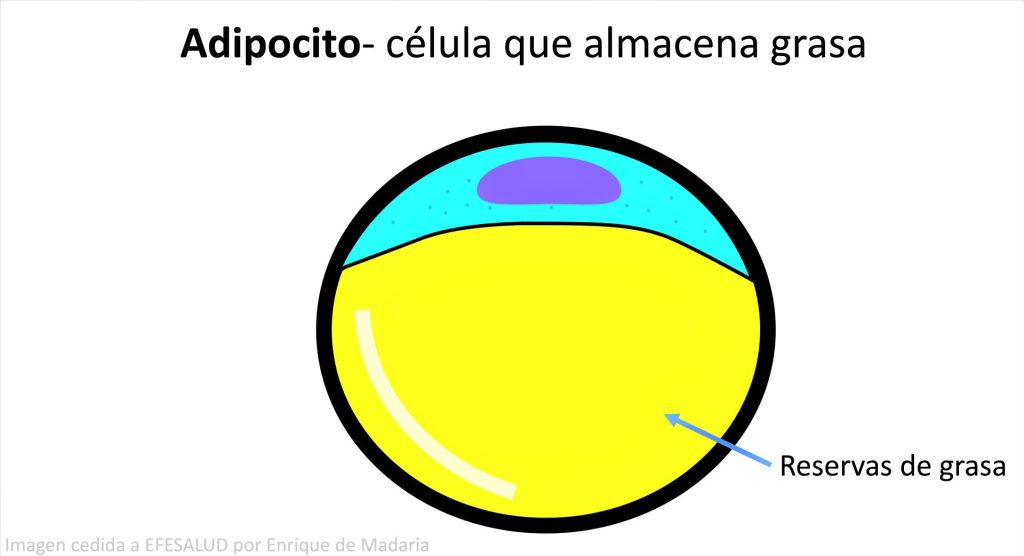 sobrepeso y obesidad: adipocito