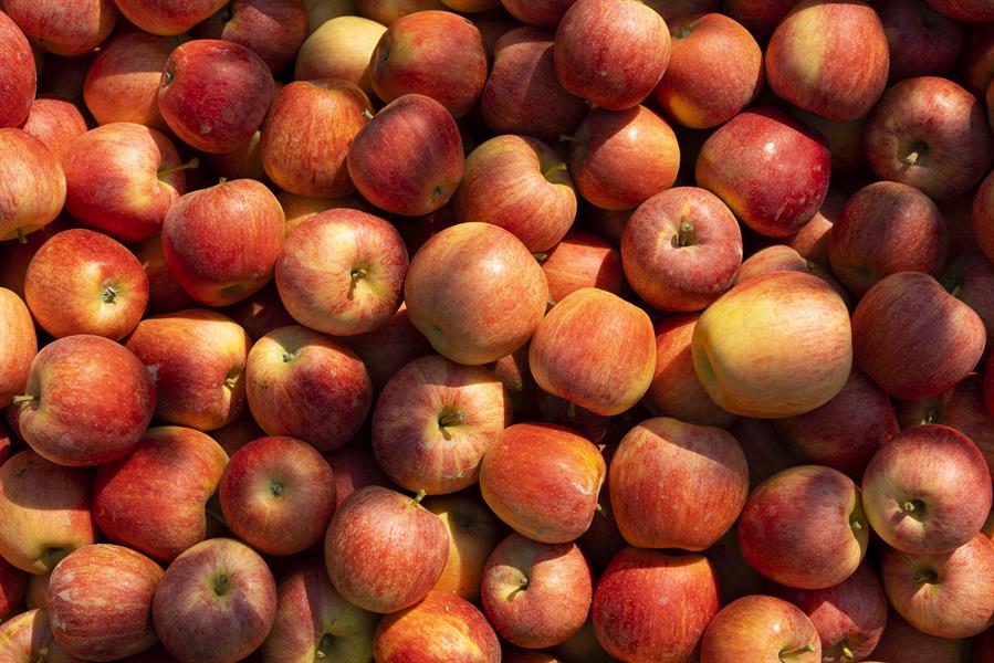 Vida larga nutrición
