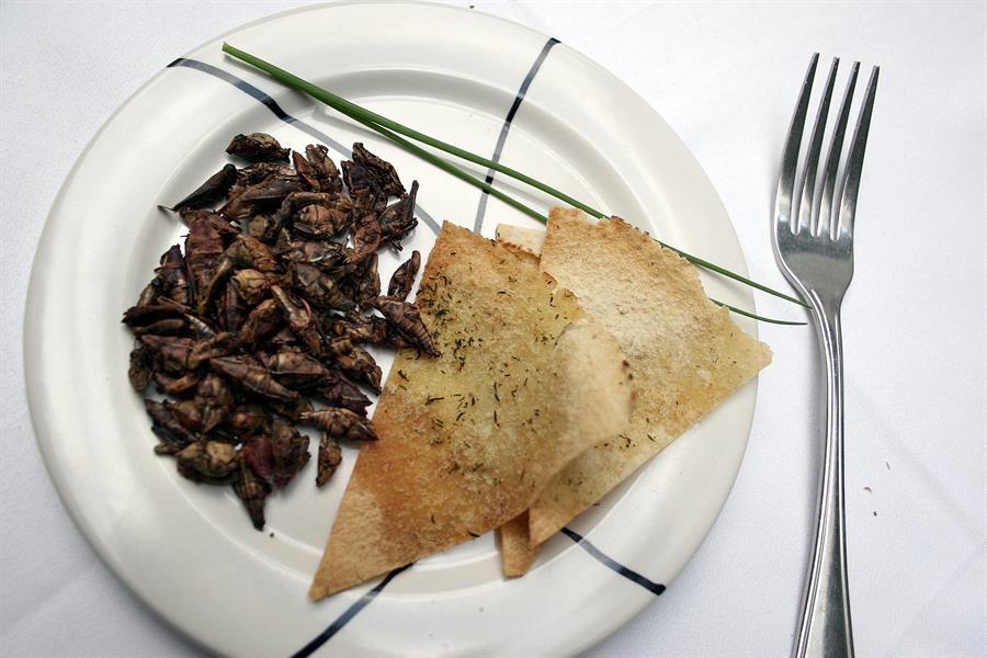 comer insectos
