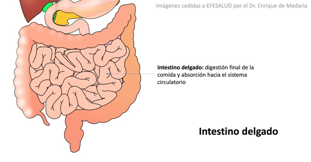 Los efectos del gluten en el aparato digestivo.