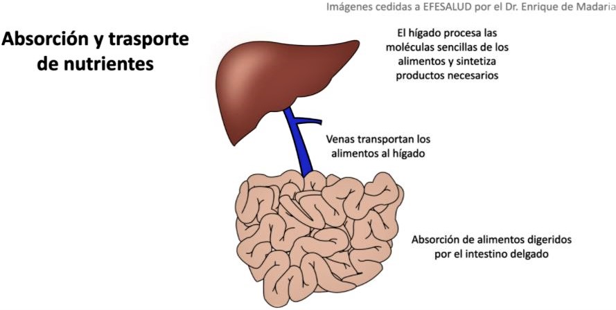 Las funciones del hígado: abosrción y transporte de nutrientes.