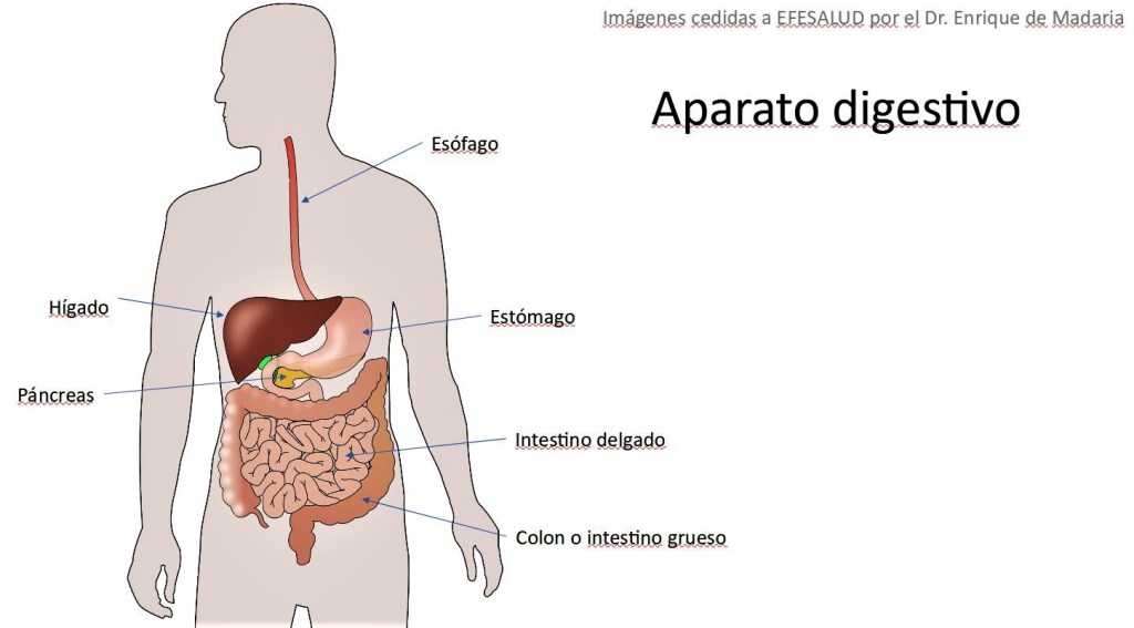 Localización del hígado en el cuerpo humano.