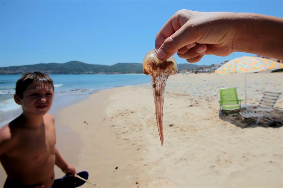 Picadura fauna marina