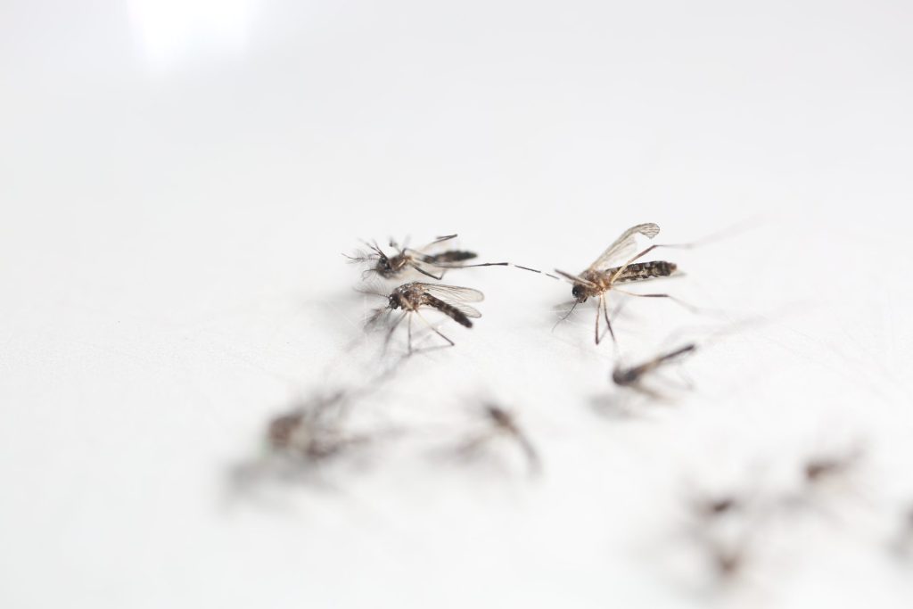 alergia insectos