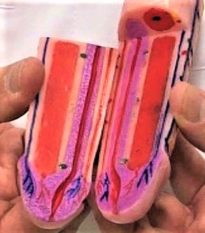 10 curiosidades del pene