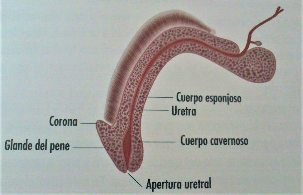 10 curiosidades del pene