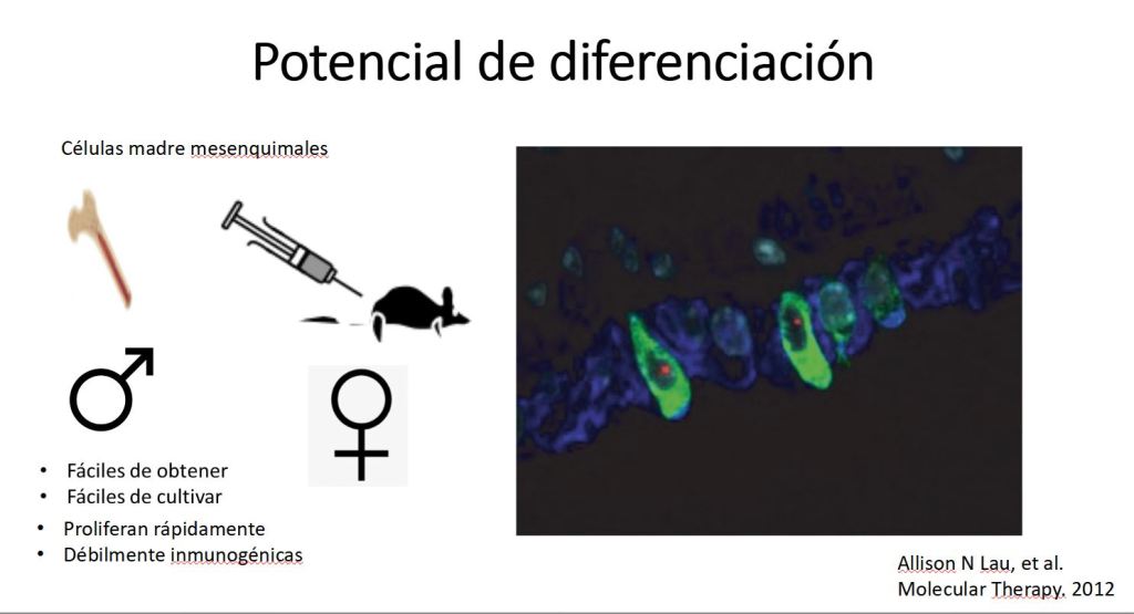 Células mesenquimales y epoc
