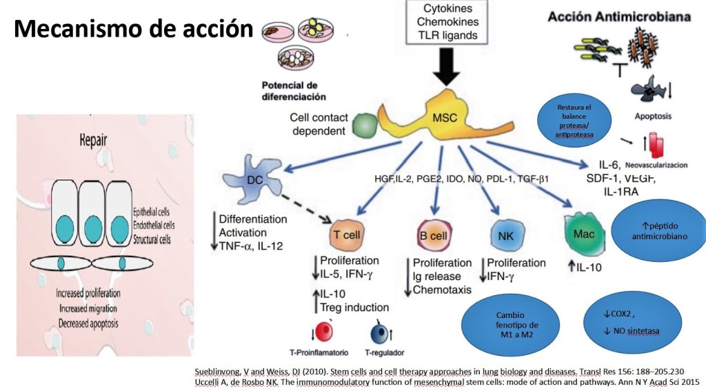 Células mesenquimales y epoc