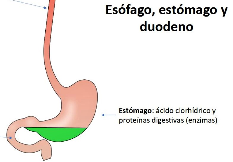 Mitos endoscopias digestivas