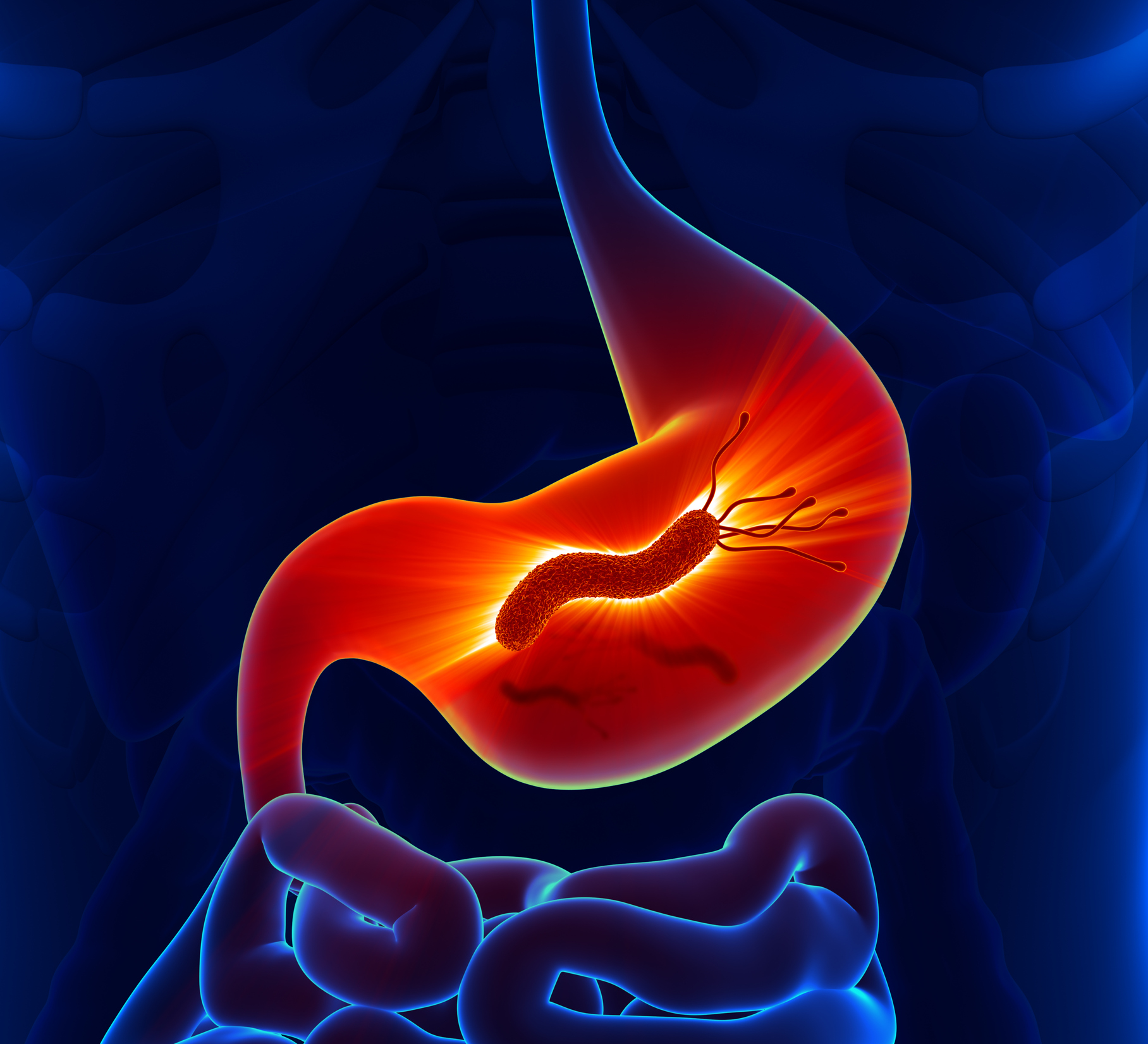 bacteria Helicobacter pylori