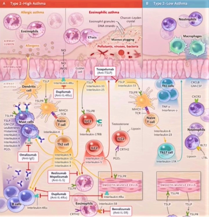 Biomarcadores en asma