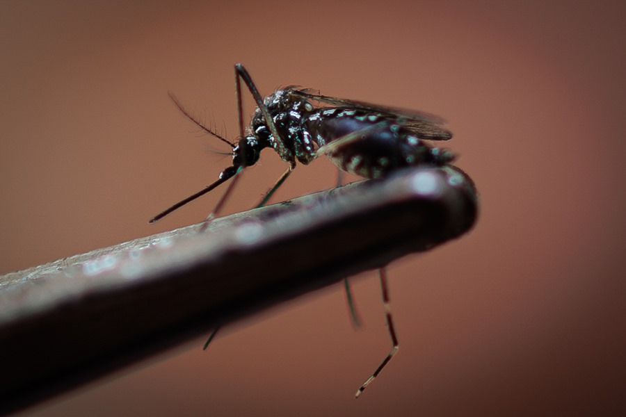 dengue viajes