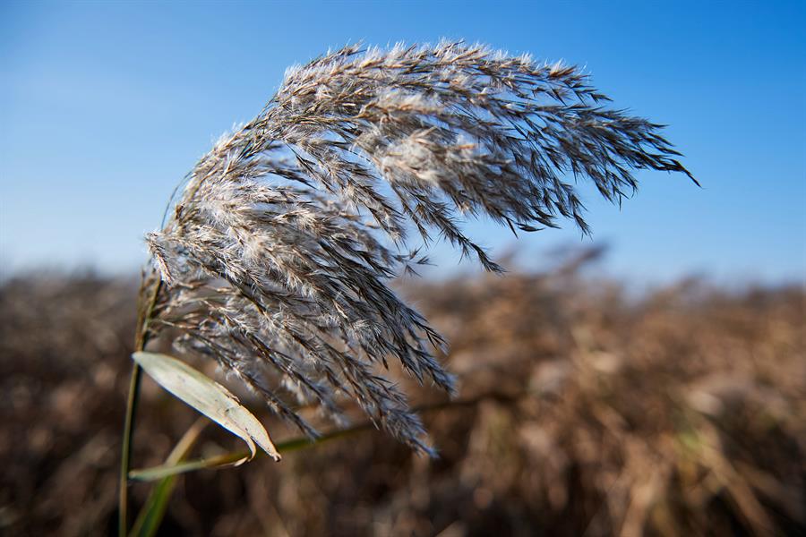 cambio climático alergias