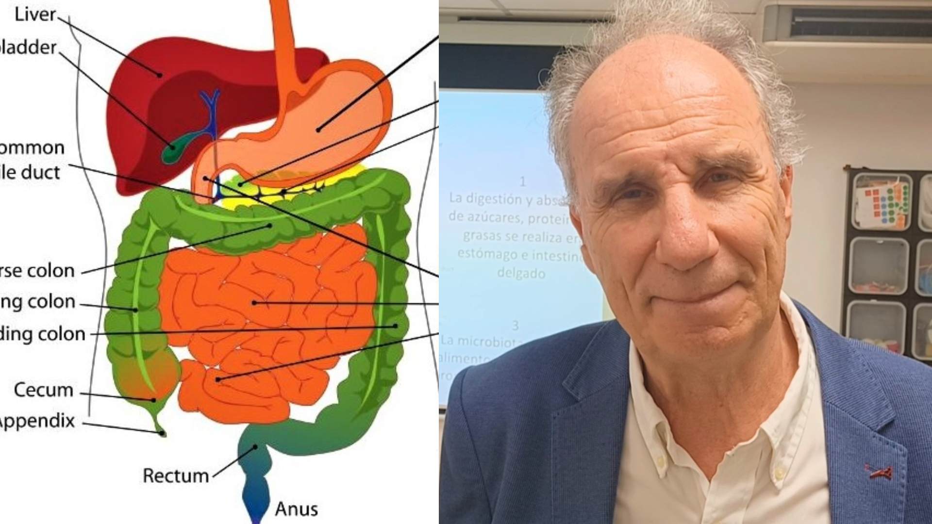 El Dr. Francisco Guarner Aguilar explica los beneficios de los probióticos en la salud digestiva e inmunológica.
