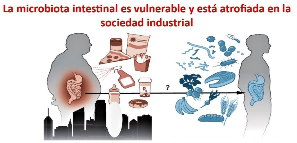 Probióticos y sociedad industrial.