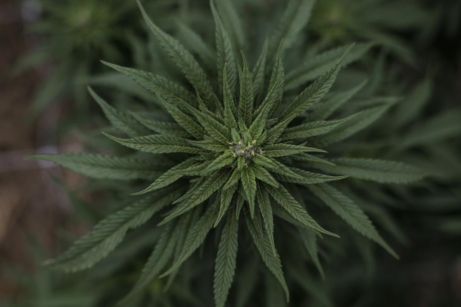 Cannabinoides