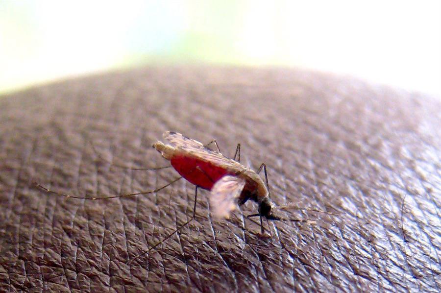 salud global malaria 