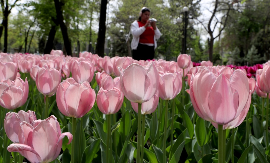 consultas primavera
