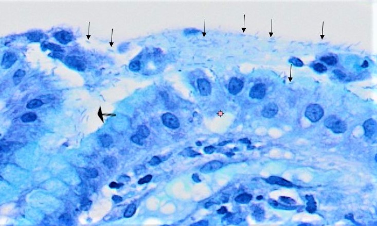 microbiota.